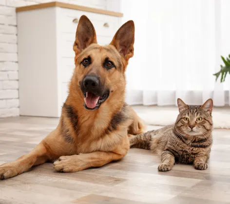 dog and cat laying on the floor together 